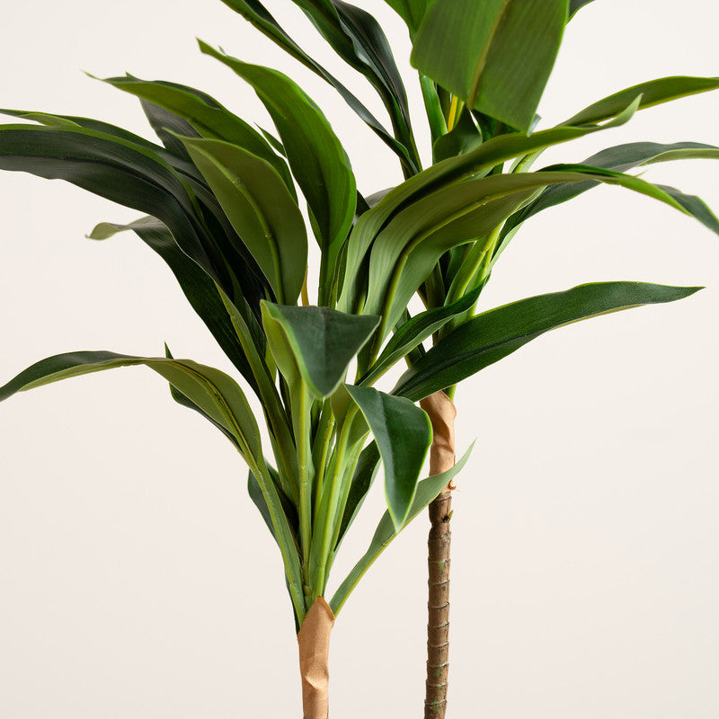 60cm Real Touch Dracaena Plant